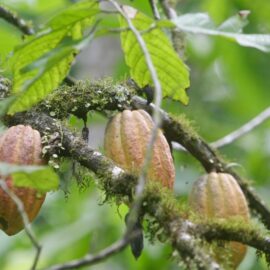 El cacao, un “oro marrón” cada vez más escaso