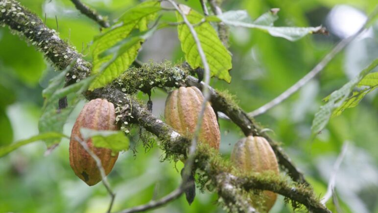 El cacao, un “oro marrón” cada vez más escaso