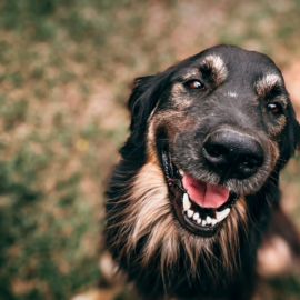 Cali abre jornada de adopción para que decenas de perros encuentren un nuevo hogar