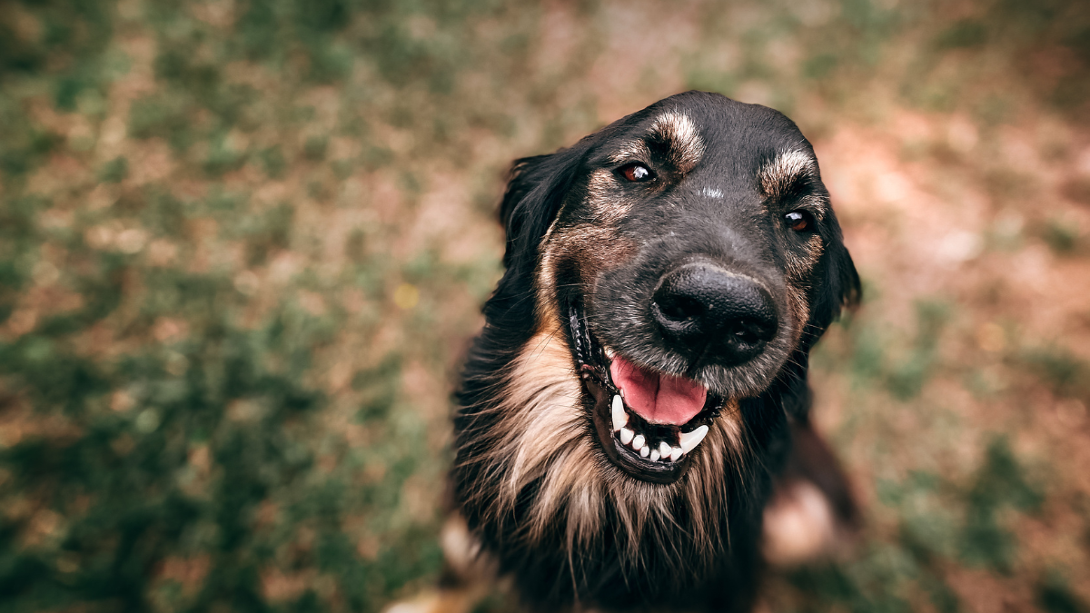 El cáncer en perros es una de las enfermedades mas peligrosas para las mascotas, aquí todo lo que debes saber.