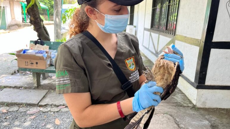 Aves que fueron envenenadas en barrio de Cali fueron liberadas tras recuperación