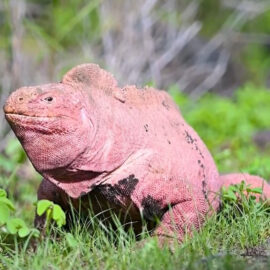 Hallan en Galápagos a dos crías de iguana rosada, especie en peligro crítico de extinción