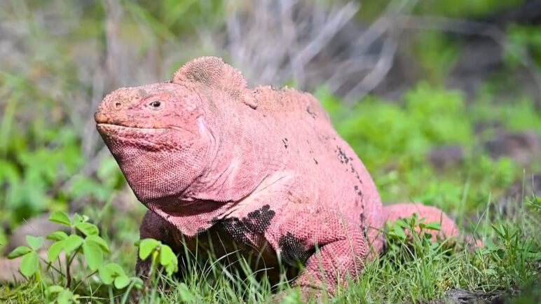 Hallan en Galápagos a dos crías de iguana rosada, especie en peligro crítico de extinción