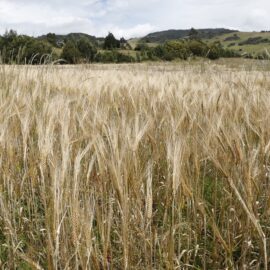 ¿Menos cereales en su mesa? Gremios presionan por soluciones ante caída en producción