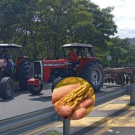 Inicia paro arrocero en Colombia: Estos departamentos se verían más afectados