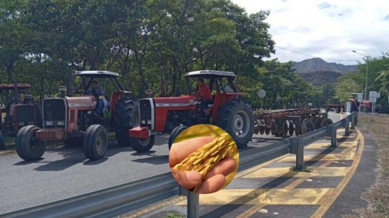 Inicia paro arrocero en Colombia: Estos departamentos se verían más afectados
