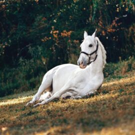 La historia de Ángel: El caballo que sufrió maltrato y ahora vive feliz