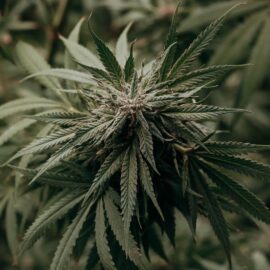 Gobierno alista decreto para permitir venta de cannabis medicinal en farmacias
