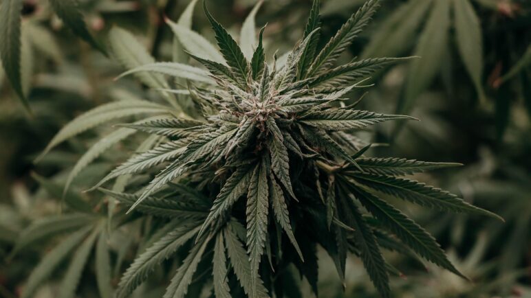 Gobierno alista decreto para permitir venta de cannabis medicinal en farmacias