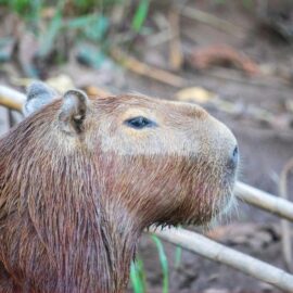 ¿Caza autorizada para chigüiros? MinAmbiente puntualiza si acepta o no decisión