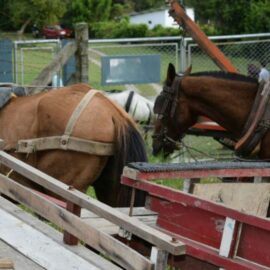 ¿Cómo está el proceso de sustitución de vehículos de tracción animal en Cali?