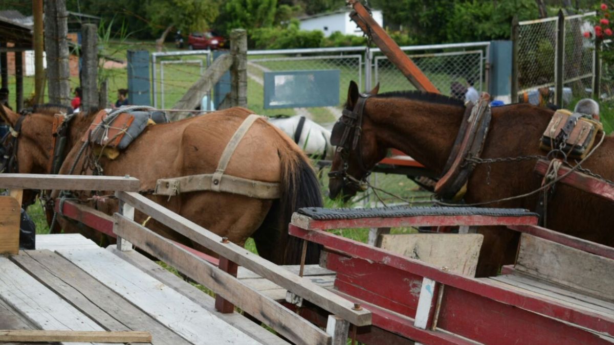 Indignación por brutal caso de maltrato animal en Caloto, Cauca