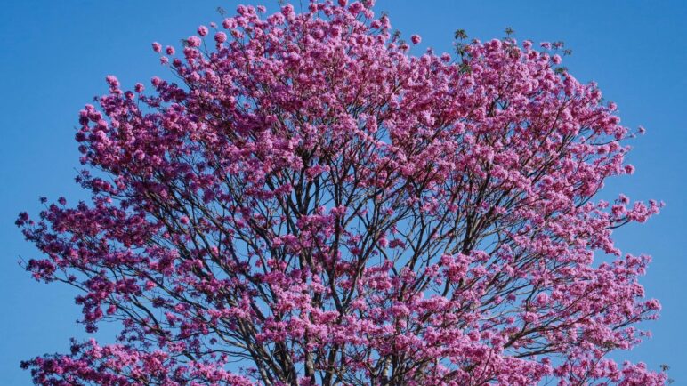 Este es el pronóstico del clima para hoy en Cali: ¿Lloverá en algún momento?