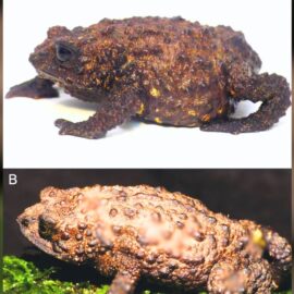 'El sapito invisible': descubren en Ecuador una especie que el mundo no había visto