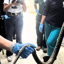 Rescatan una serpiente talla X que se encontraba en una vivienda de Cali