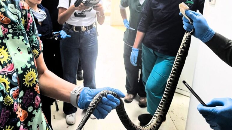 Rescatan una serpiente talla X que se encontraba en una vivienda de Cali