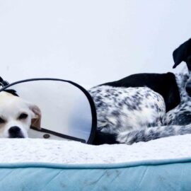 Alerta en Cali por aumento de moquillo y parvovirus canino; hacen llamando a vacunar
