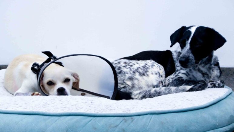Alerta en Cali por aumento de moquillo y parvovirus canino; hacen llamando a vacunar