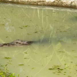 Caimán que vivió en el patio de una casa en Palmira fue reubicada en fundación de Cartagena