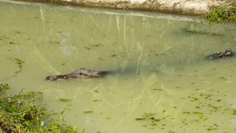 Caimán que vivió en el patio de una casa en Palmira fue reubicada en fundación de Cartagena