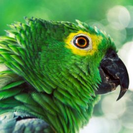 La multa que usted puede pagar si tiene un animal silvestre como mascota