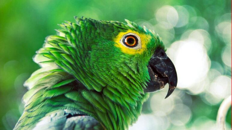 La multa que usted puede pagar si tiene un animal silvestre como mascota