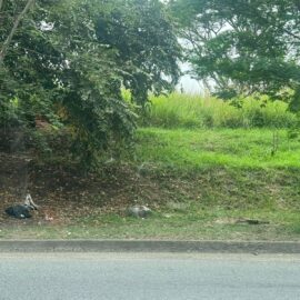 Vecinos denuncian lote abandonado en el norte de Cali que es foco de inseguridad