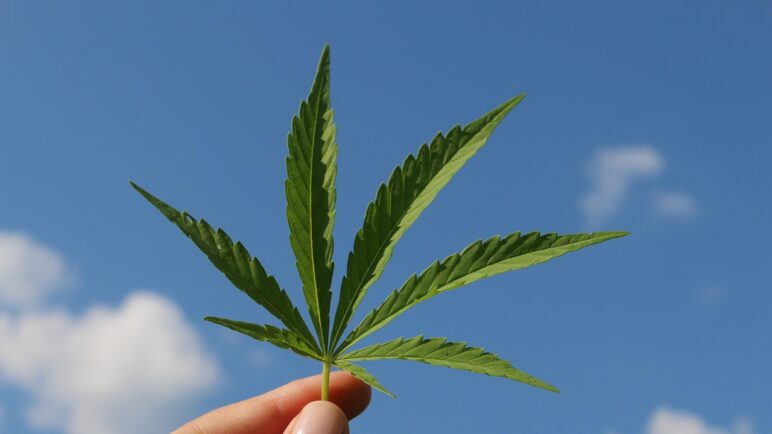 MinComercio impulsa mesa para consolidar industria del cannabis medicinal e industrial en Colombia