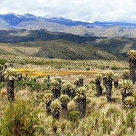 Páramo de Santurbán ya es sujeto de derechos: se prohíben nuevas licencias mineras