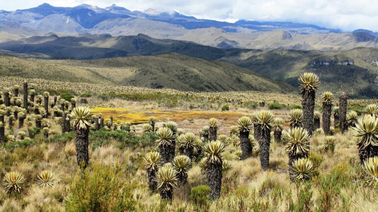 Páramo de Santurbán ya es sujeto de derechos: se prohíben nuevas licencias mineras