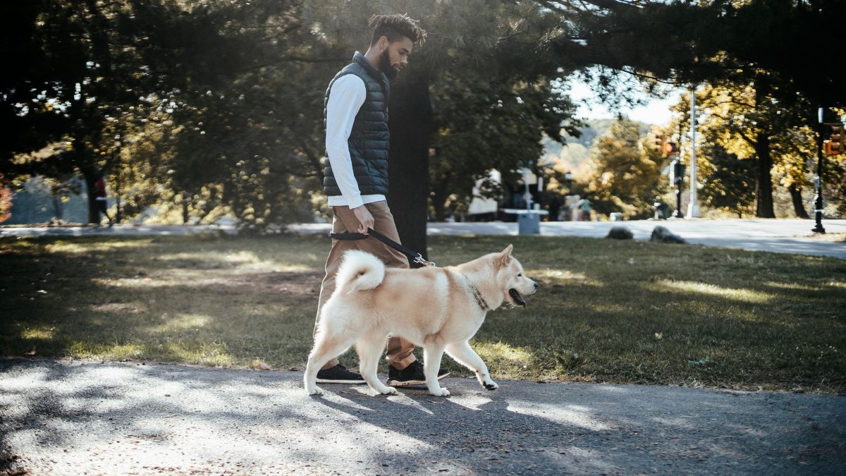 ¿Viajas con mascotas fuera de Colombia? Conoce qué trámites debes realizar