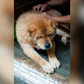 Cáncer en perros: veterinaria explica cómo detectar si su mascota tiene esta enfermedad
