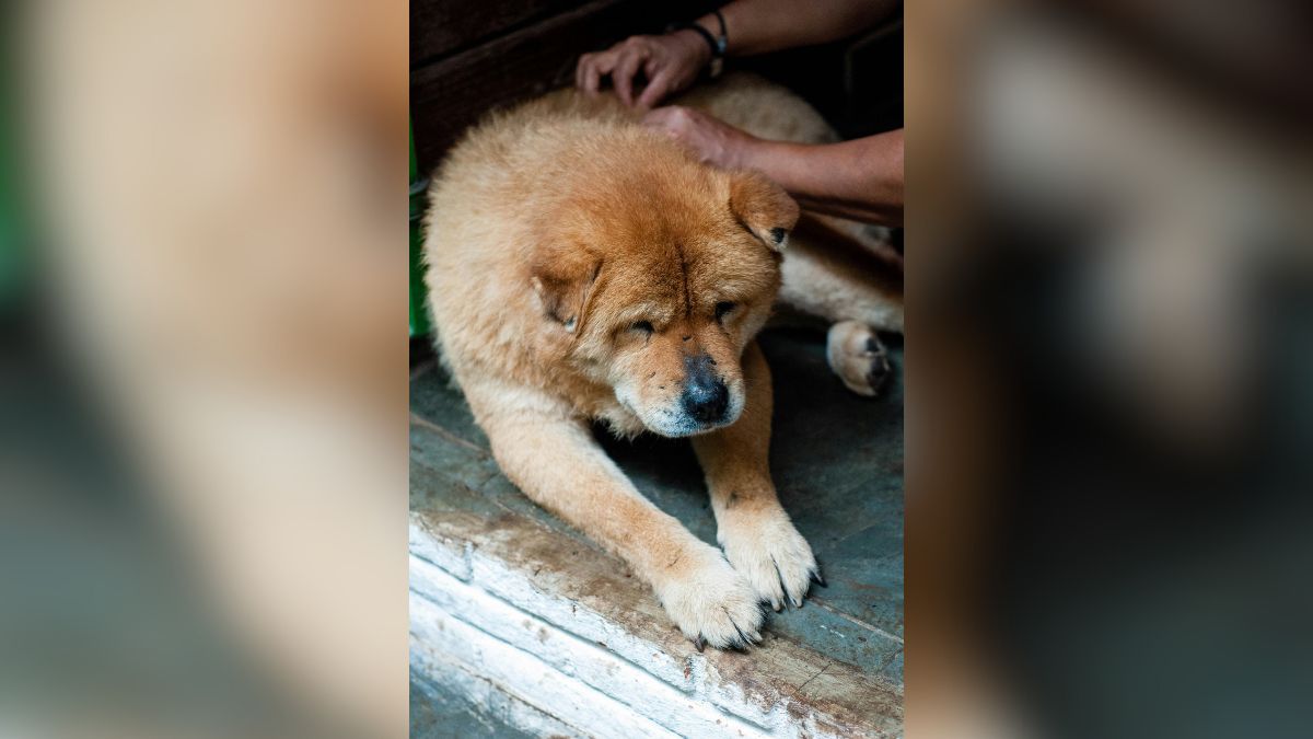 ¿Qué tratamiento tiene el cáncer en perros? Experta da recomendaciones