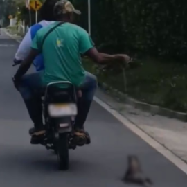 Indignación por brutal caso de maltrato animal en Caloto, Cauca