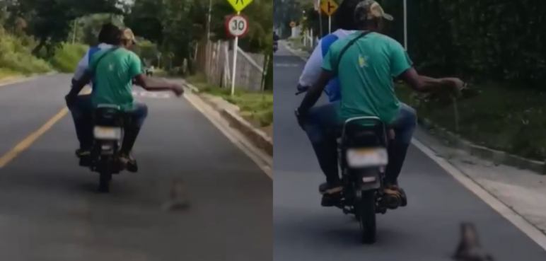 Indignación por brutal caso de maltrato animal en Caloto, Cauca