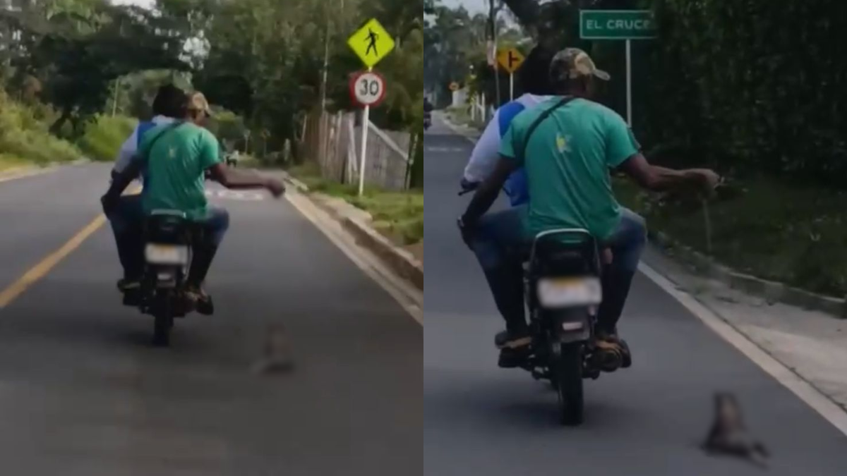 Indignación por brutal caso de maltrato animal en Caloto, Cauca