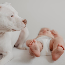 ¡Ya es ley! Las mascotas ahora son legalmente parte del hogar: esto debe saber