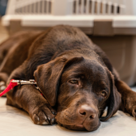 Cuidado: Estos son los síntomas de moquillo y parvovirosis en perros que no debe ignorar