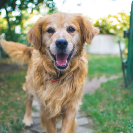 Este es el increíble porcentaje de perros sin hogar en el mundo