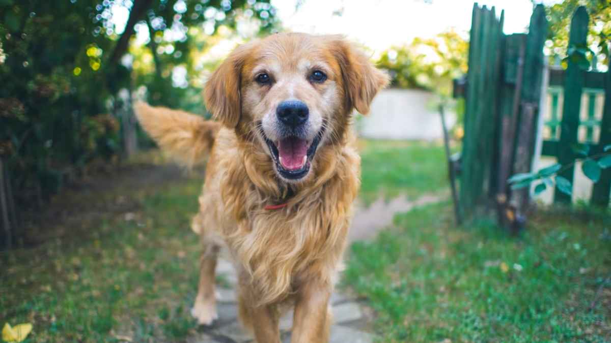 Este es el increíble porcentaje de perros sin hogar en el mundo