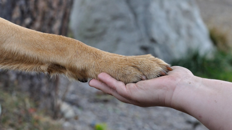Preocupación por la sostenibilidad del Centro de Bienestar Animal de Cali: ¿en riesgo sus servicios?