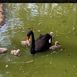 ¡La vida florece en el ZooCali con el nacimiento de cinco bebés cisnes!
