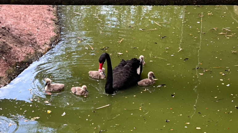 ¡La vida florece en el ZooCali con el nacimiento de cinco bebés cisnes!