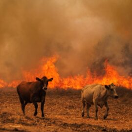 Portugal aún lucha contra dos grandes incendios que amenazan la vida silvestre