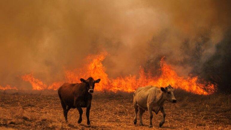 Portugal aún lucha contra dos grandes incendios que amenazan la vida silvestre