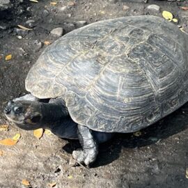 Imágenes: regresan 49 tortugas charapa a su hábitat natural en Putumayo