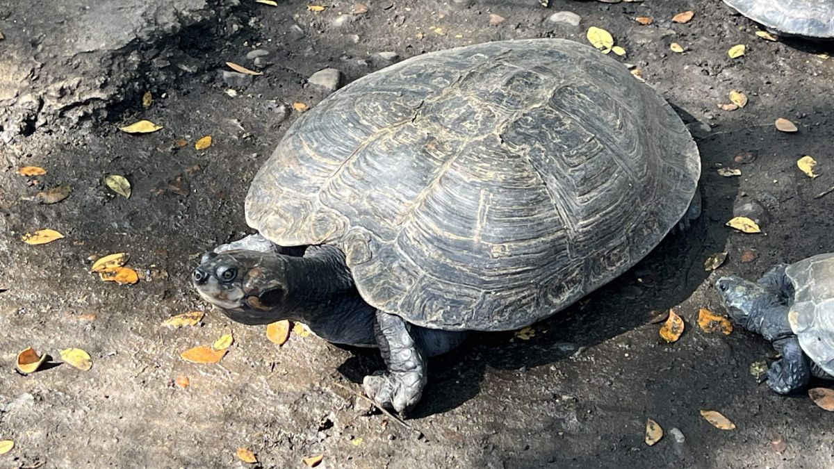 Imágenes: regresan 49 tortugas charapa a su hábitat natural en Putumayo