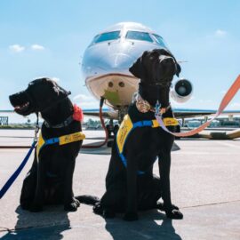 ¿Viajas con tu mascota? Estas son las reglas que debes cumplir dentro y fuera de la UE