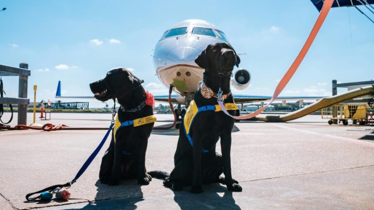 ¿Viajas con tu mascota? Estas son las reglas que debes cumplir dentro y fuera de la UE