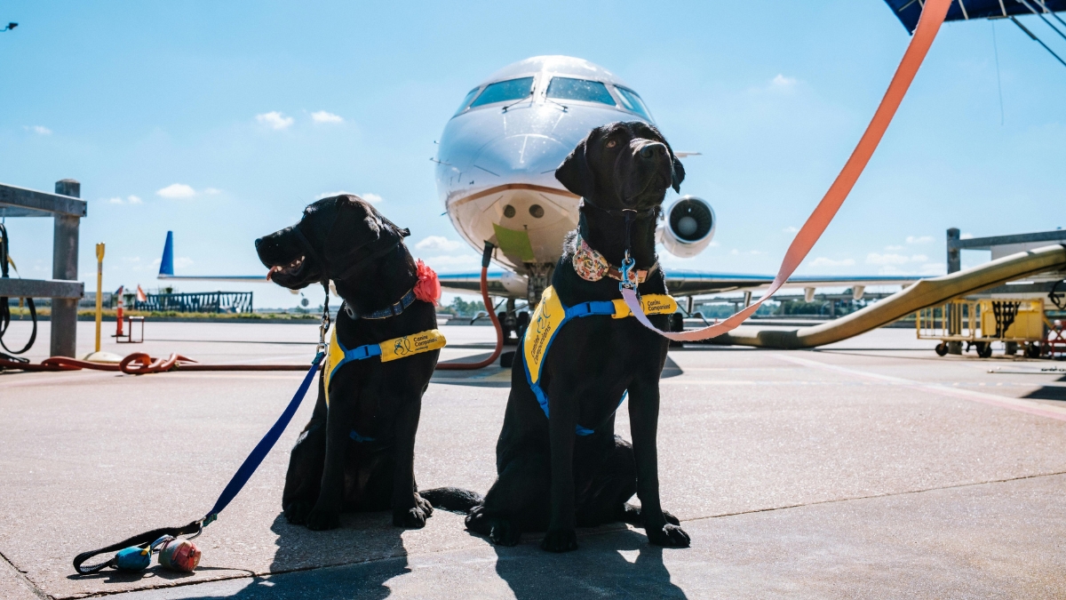 ¿Viajas con tu mascota? Estas son las reglas que debes cumplir dentro y fuera de la UE